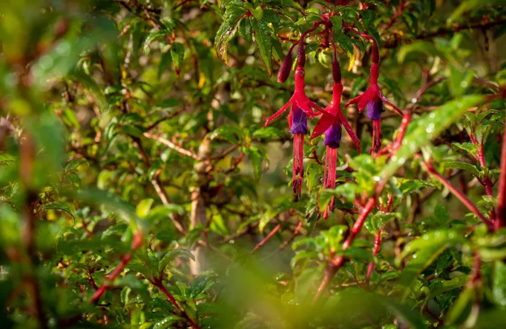 flora y fauna reloncavi